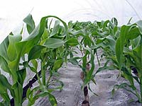 �����ԑ傫���Ȃ�܂���