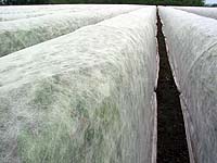 �s�D�z�̃g���l������������