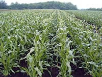 ��ԑ�����̃n�j�[�o���^��