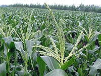 �n�j�[�o���^���@�Y�䂪�J�����������ԕ����o�܂�