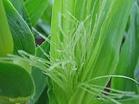 �n�j�[�o���^���@�ԕ���҂���