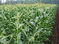 �n�j�[�o���^���͗Y�䂩��ԕ����o��悤�ɂȂ�܂����B