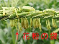 �ג����Ԃ牺�����Ă���܂���ԕ����o�܂�