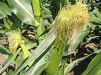 �т��������F�ɂȂ��Ă���