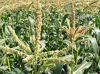 �Y��͂���ڏI��