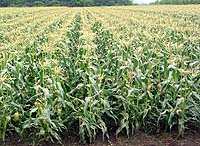 �S�[���h���b�V���𒭂߂�