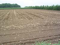 �s��t�͓y�ɂ������݂܂���