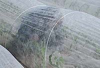 �����g���l���̒��𔇂�