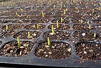 �Ƃ����낱���̔���