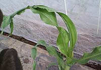 �t�������t���Ă���̂͂قǂ��Ă�����