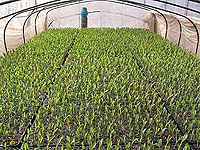 �c�������ԑ傫���Ȃ���