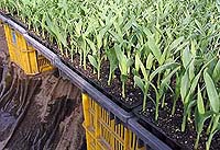 �c�͐A����傫���ɂȂ�܂���