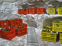 �Ⴠ���ŗ①