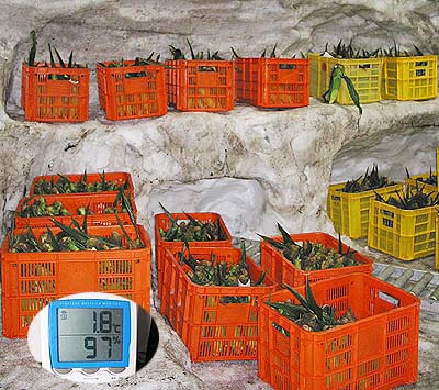 ��ނ�ŗ�₳���Ƃ����낱��