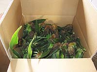 �c�l�߂̏��